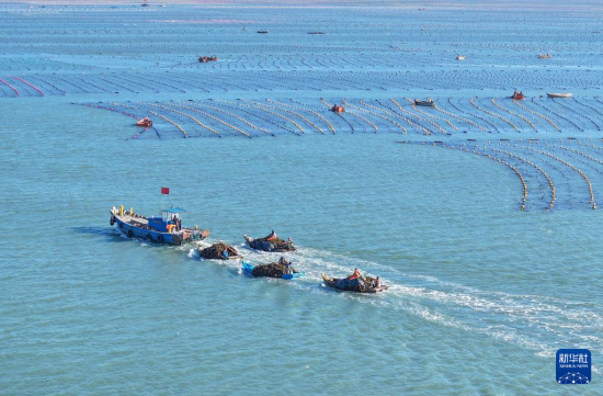 2月19日，在山东省荣成市爱伦湾海洋牧场海带养殖区，养殖工人驾驶舢板在收获海带(无人机照片)。