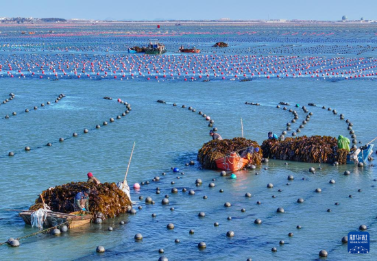 2月19日，在山东省荣成市爱伦湾海洋牧场海带养殖区，养殖工人驾驶舢板在收获海带(无人机照片)。