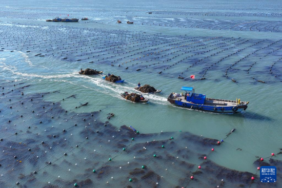 2月19日，在山东省荣成市爱伦湾海洋牧场海带养殖区，养殖工人驾驶舢板在收获海带(无人机照片)。