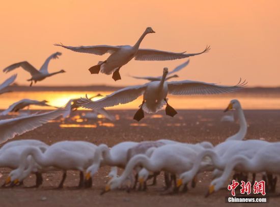 近期，天鹅湖上空频繁出现大天鹅编队飞行的壮观景象。