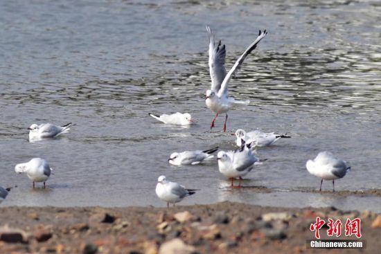 3月9日，成群红嘴鸥在水中洗浴清理羽毛。春日时节，成群候鸟在青岛市城阳区流亭街道入海口湿地畅游嬉戏，沐浴春光，绘就一幅美丽的生态画卷。