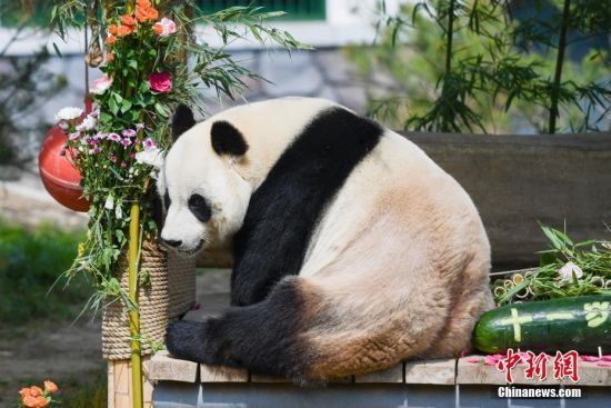 5月25日，济南动物园大熊猫“雅吉”享用“生日大餐”。当日，山东济南动物园大熊猫“雅吉”迎来11岁生日，动物园为雅吉特制“蛋糕”庆生。
