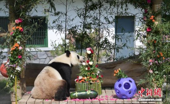 5月25日，济南动物园大熊猫“雅吉”享用“生日大餐”。当日，山东济南动物园大熊猫“雅吉”迎来11岁生日，动物园为雅吉特制“蛋糕”庆生。