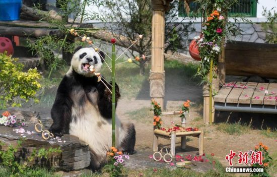 5月25日，济南动物园大熊猫“雅吉”享用“生日大餐”。当日，山东济南动物园大熊猫“雅吉”迎来11岁生日，动物园为雅吉特制“蛋糕”庆生。